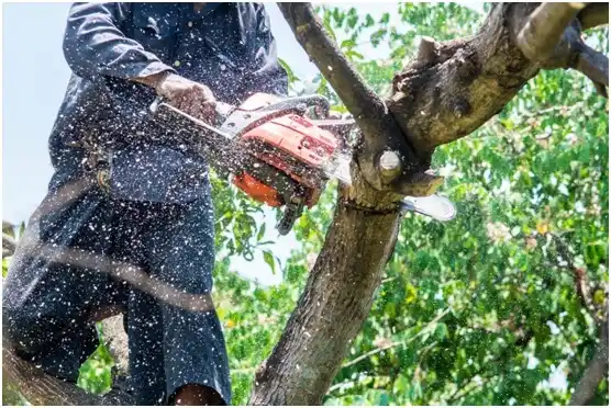 tree services Evadale